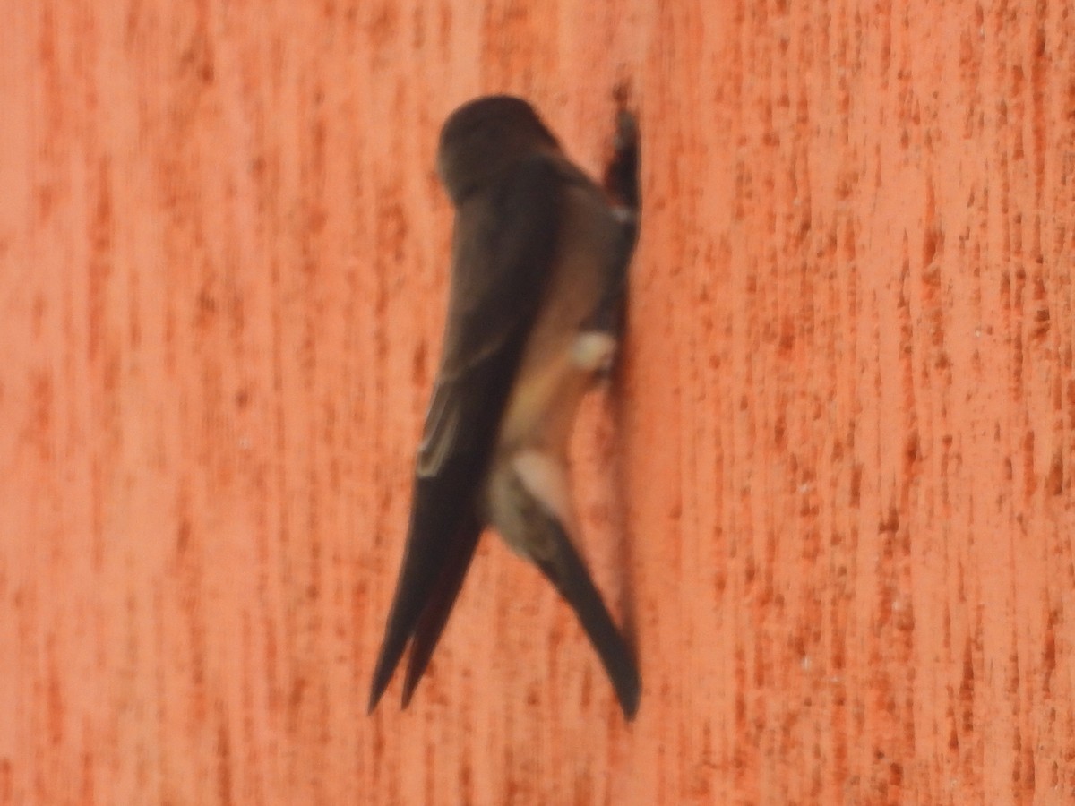 Southern Rough-winged Swallow - ML634749111