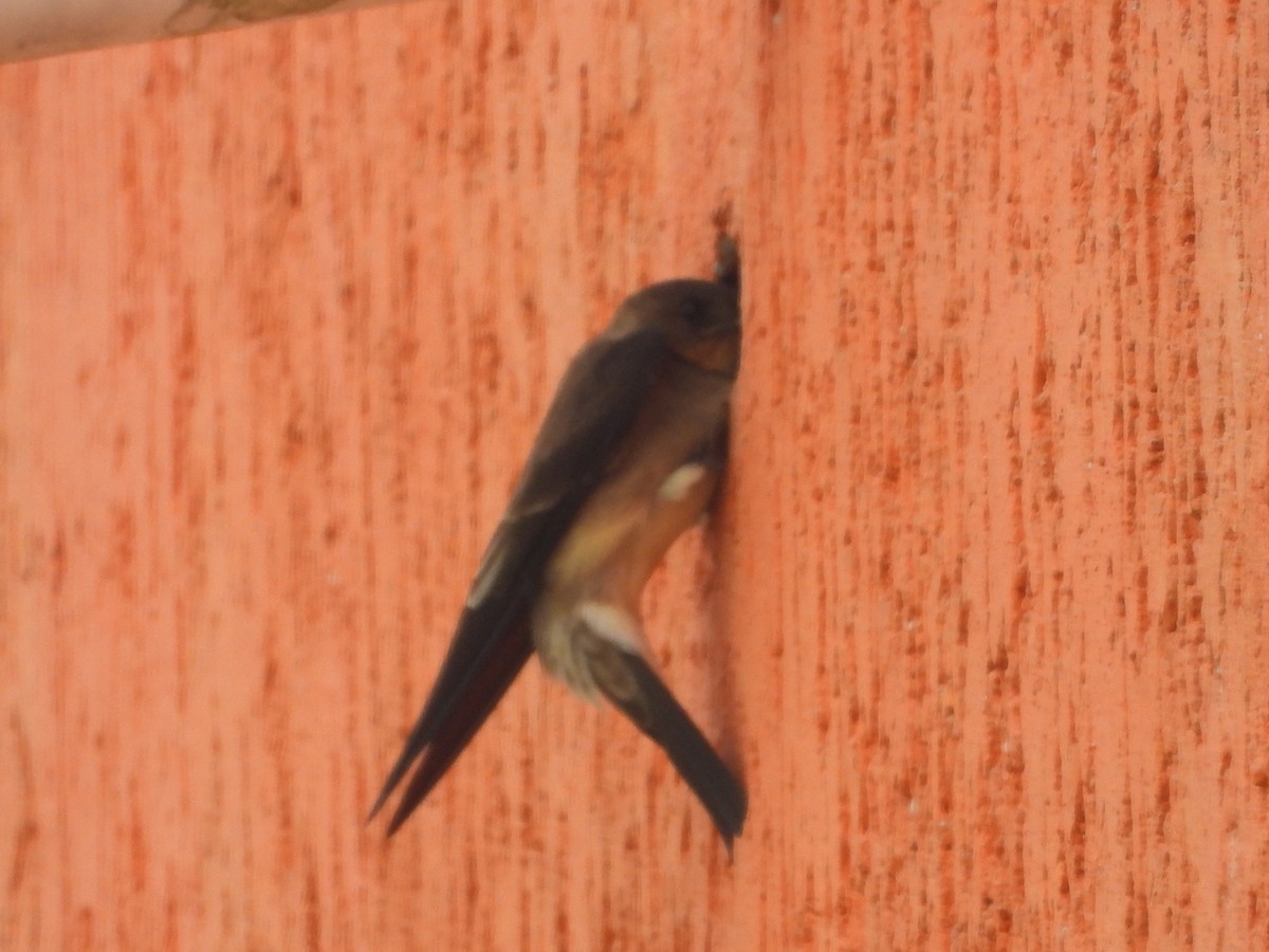 Southern Rough-winged Swallow - ML634749112