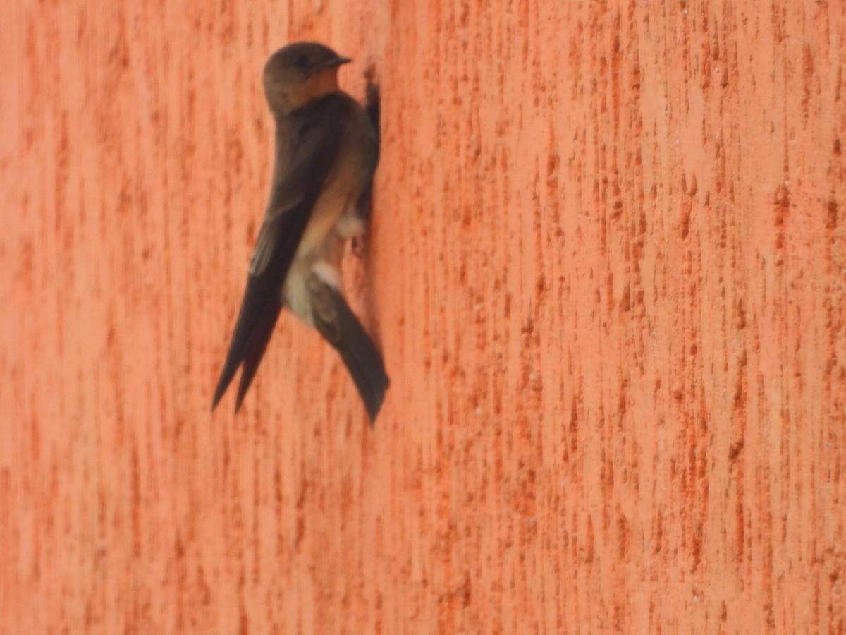 Southern Rough-winged Swallow - ML634749113