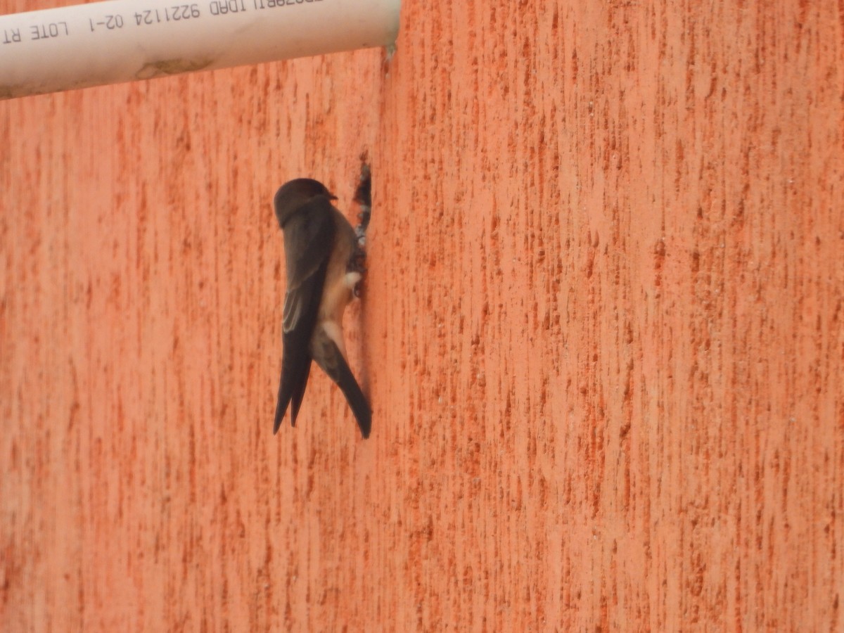 Southern Rough-winged Swallow - ML634749114
