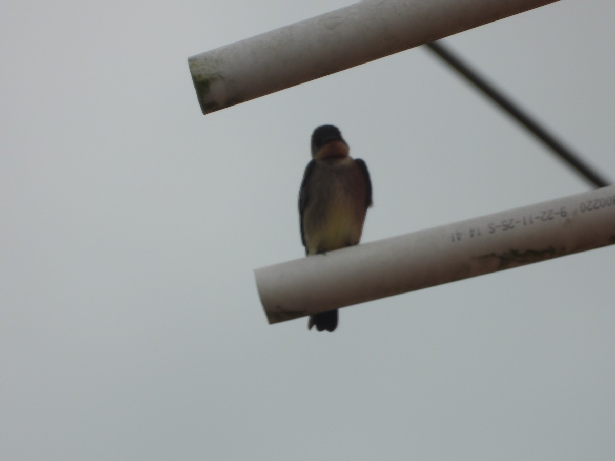 Southern Rough-winged Swallow - ML634749115