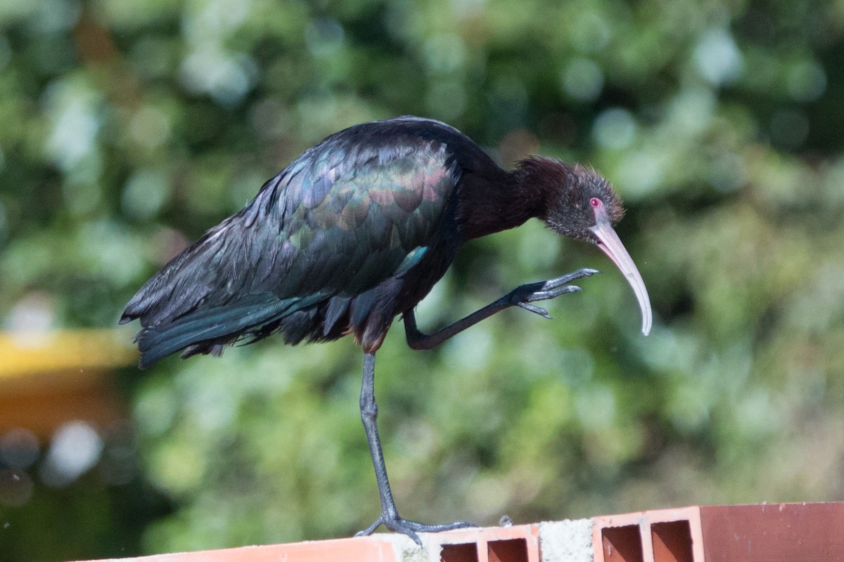 Puna Ibis - ML634749116