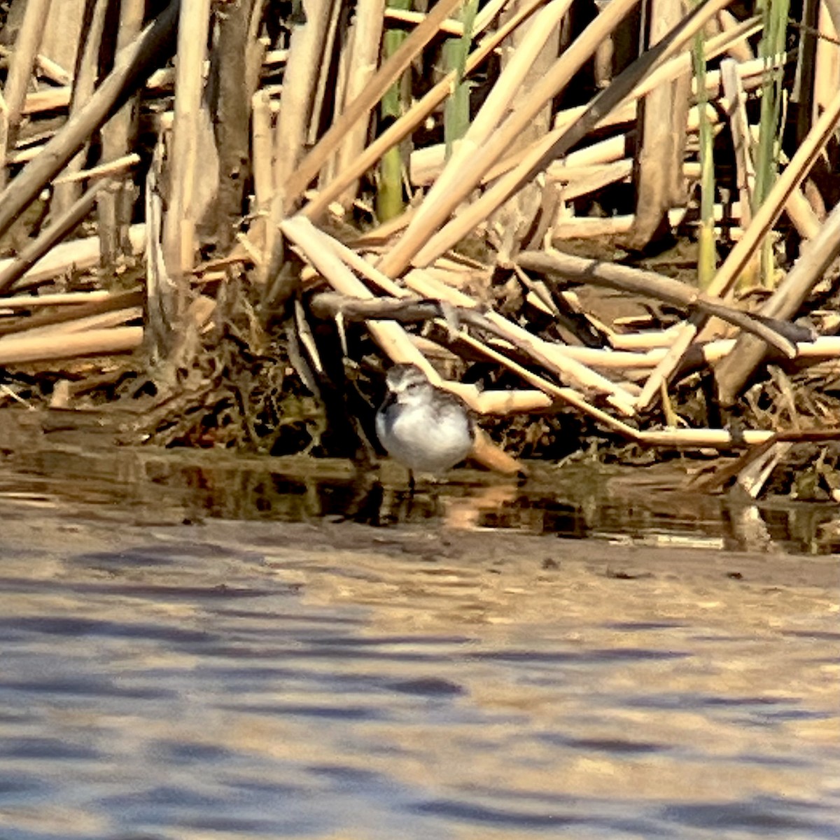 Semipalmated Sandpiper - ML634749185