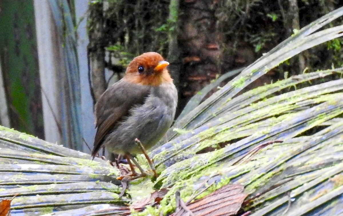 Hooded Antpitta - ML634749196