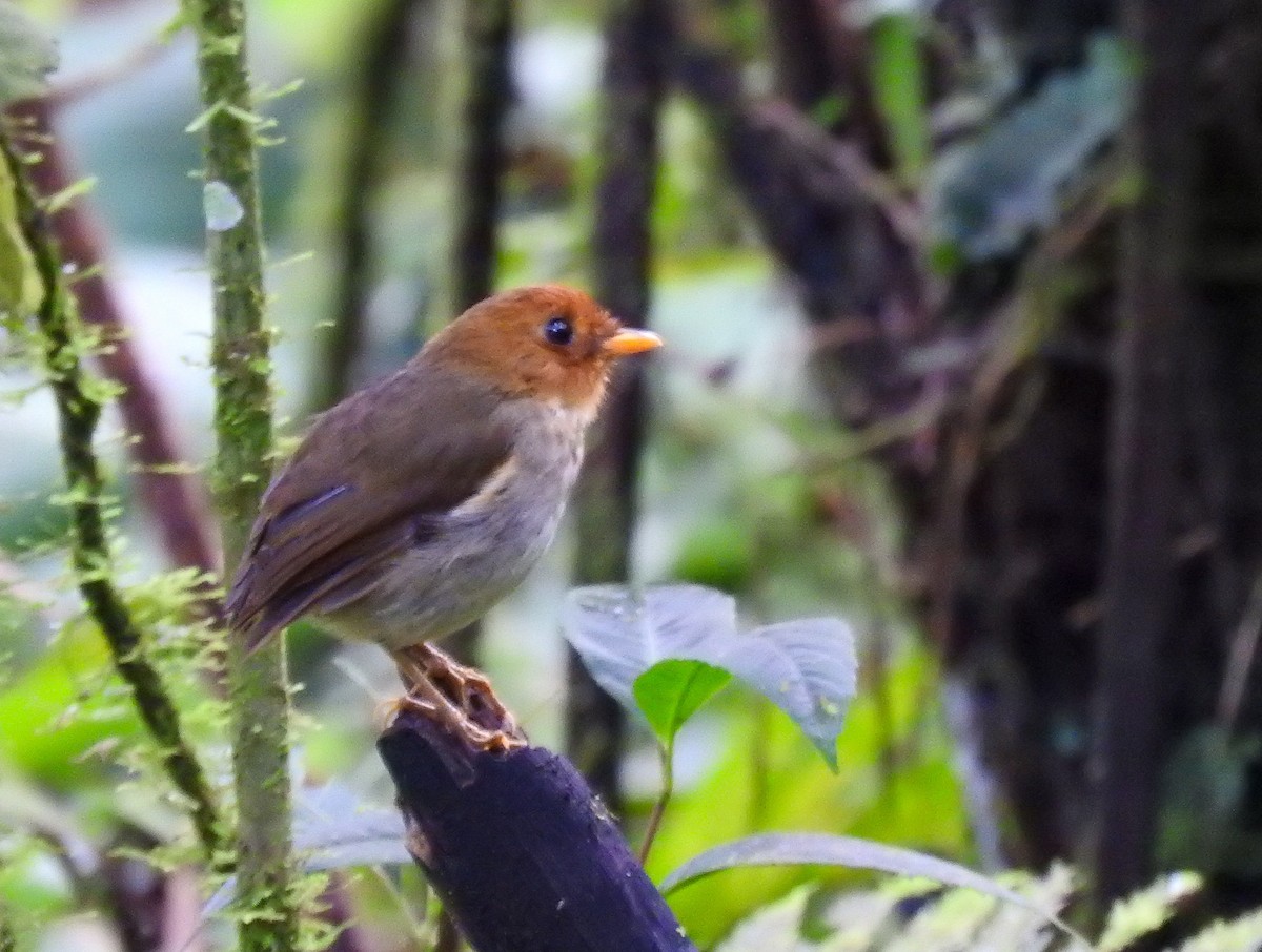 Hooded Antpitta - ML634749197