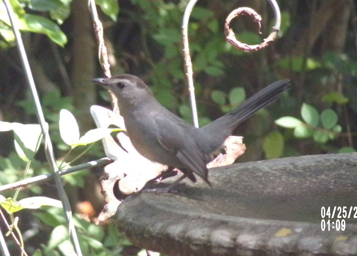 Gray Catbird - ML634749205