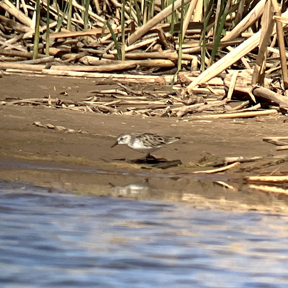 Semipalmated Sandpiper - ML634749207