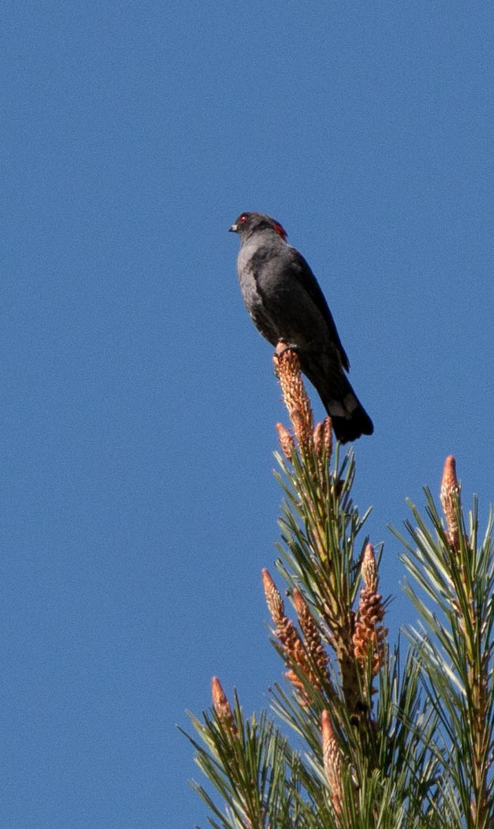 Red-crested Cotinga - ML634749212