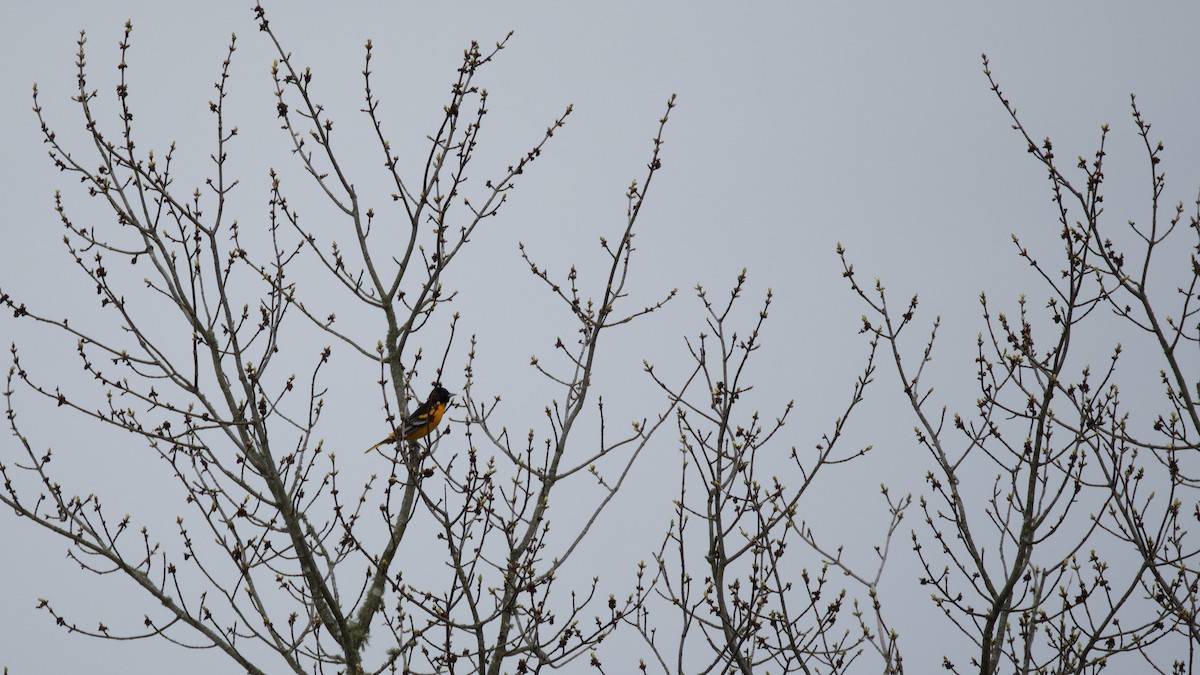 Baltimore Oriole - ML634749222