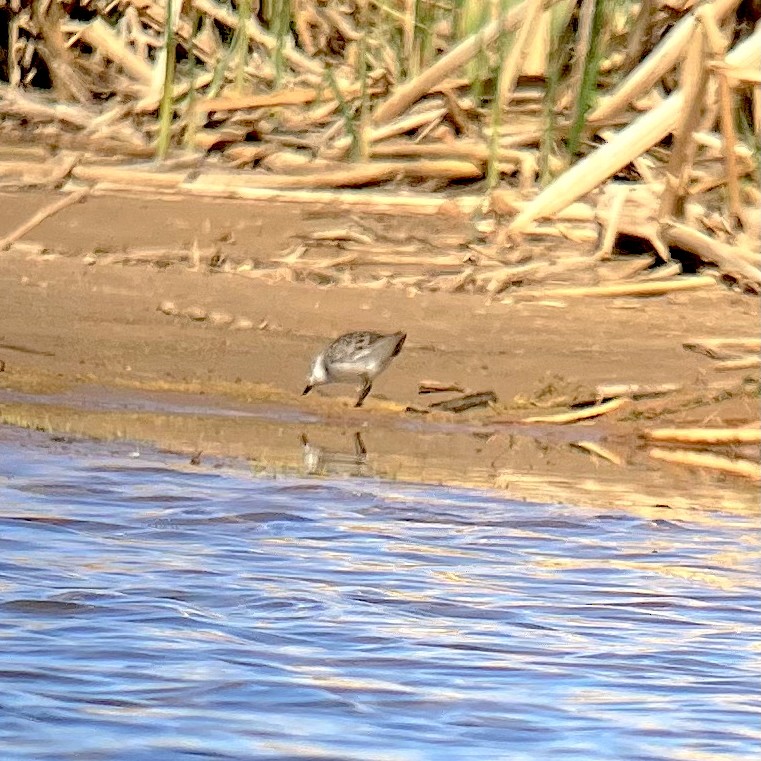 Semipalmated Sandpiper - ML634749228