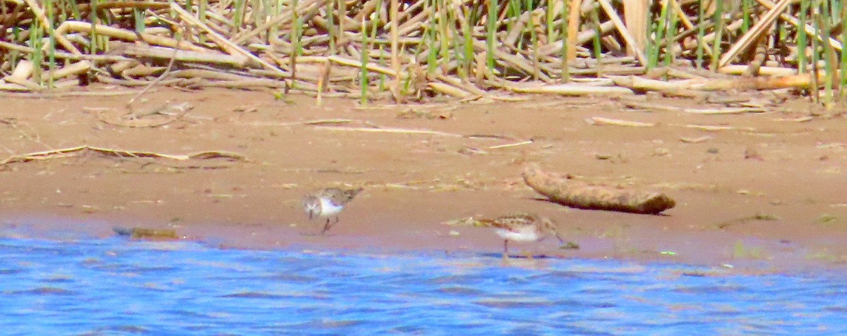 Semipalmated Sandpiper - ML634749244