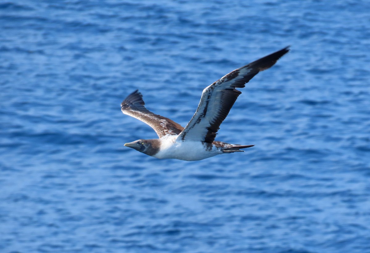 Nazca Booby - ML634749254