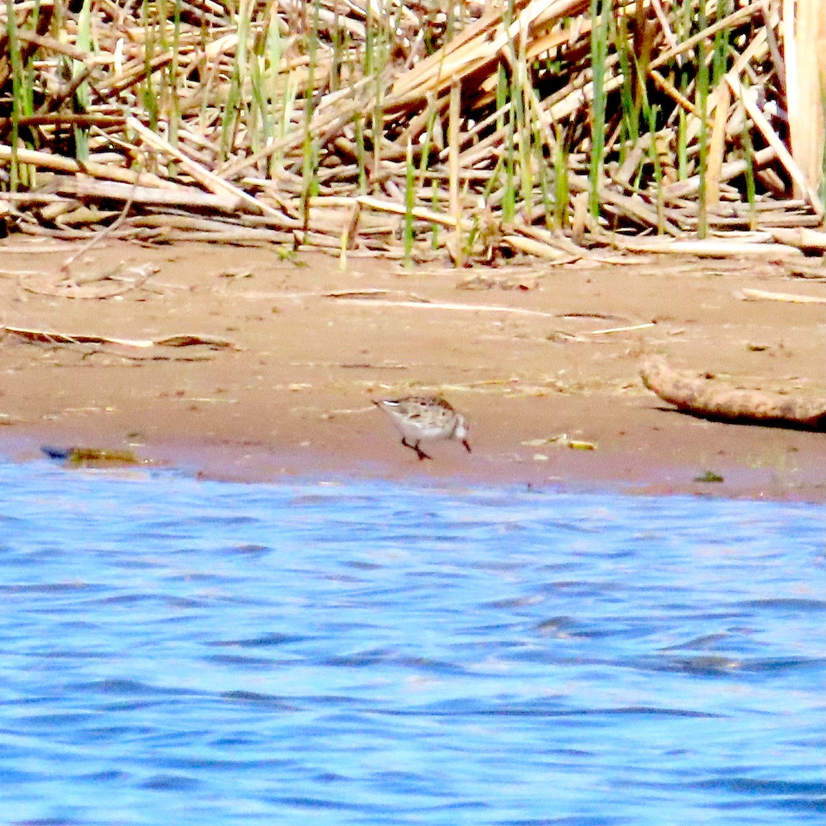 Semipalmated Sandpiper - ML634749265