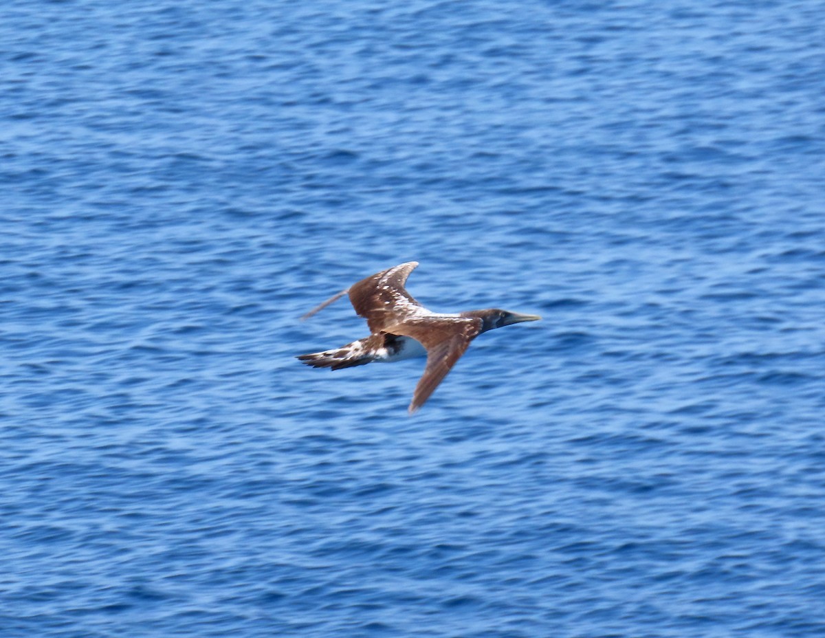 Nazca Booby - ML634749303