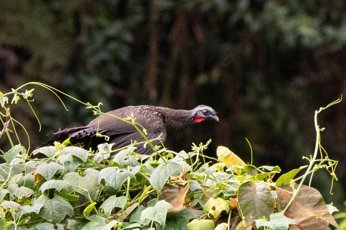 Andean Guan - ML634749304