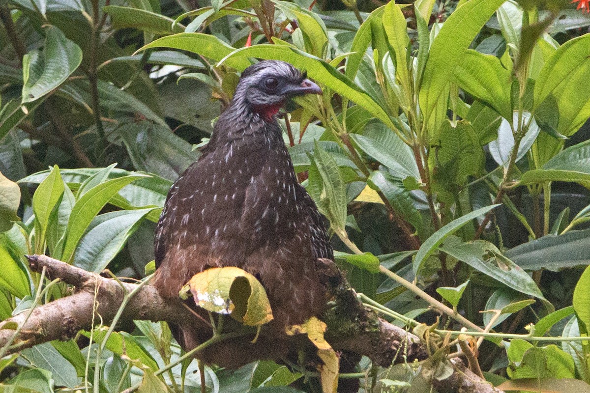 Andean Guan - ML634749305