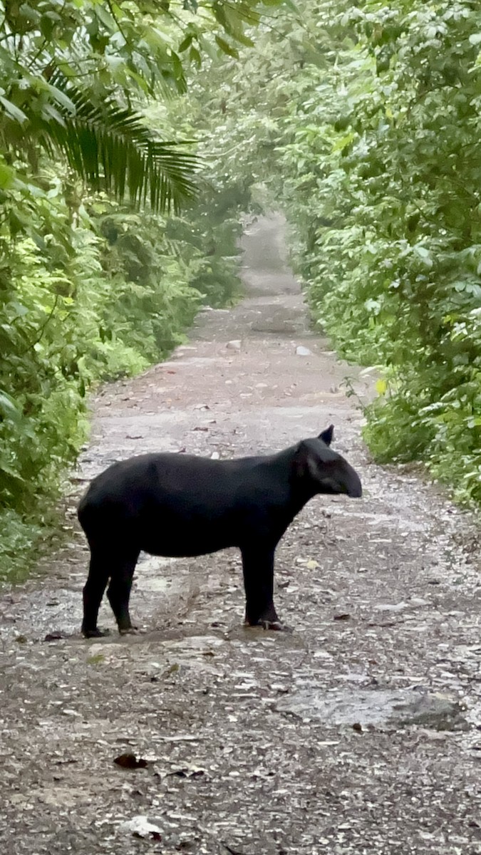 Mountain Tapir - ML634749306