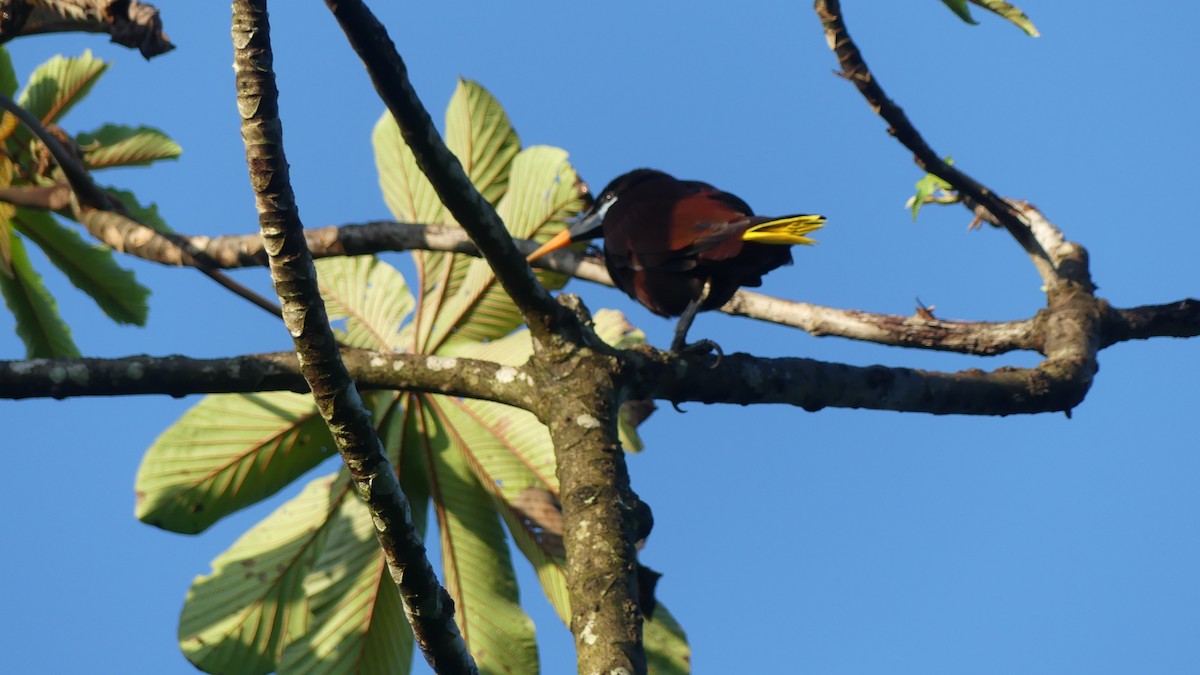 Montezuma Oropendola - ML634749308