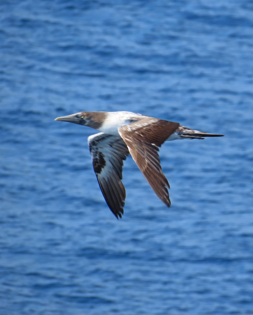Nazca Booby - ML634749320