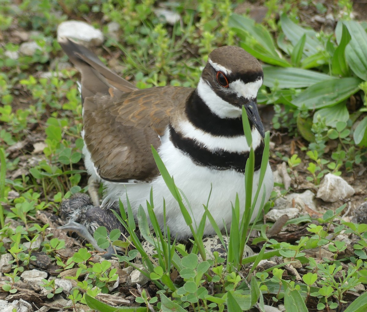 Killdeer - ML634749334
