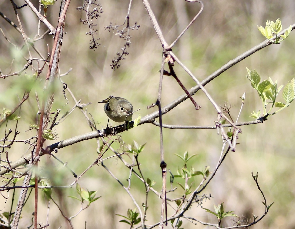 Ruby-crowned Kinglet - ML634749340