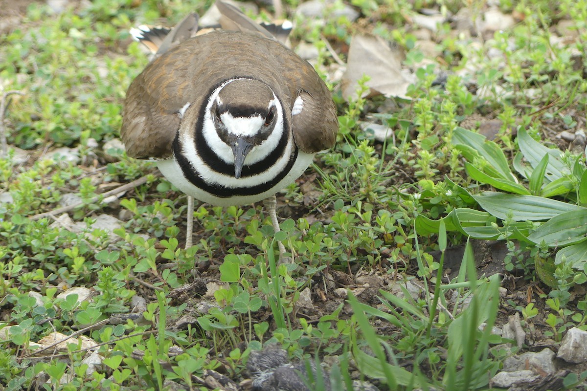 Killdeer - ML634749349