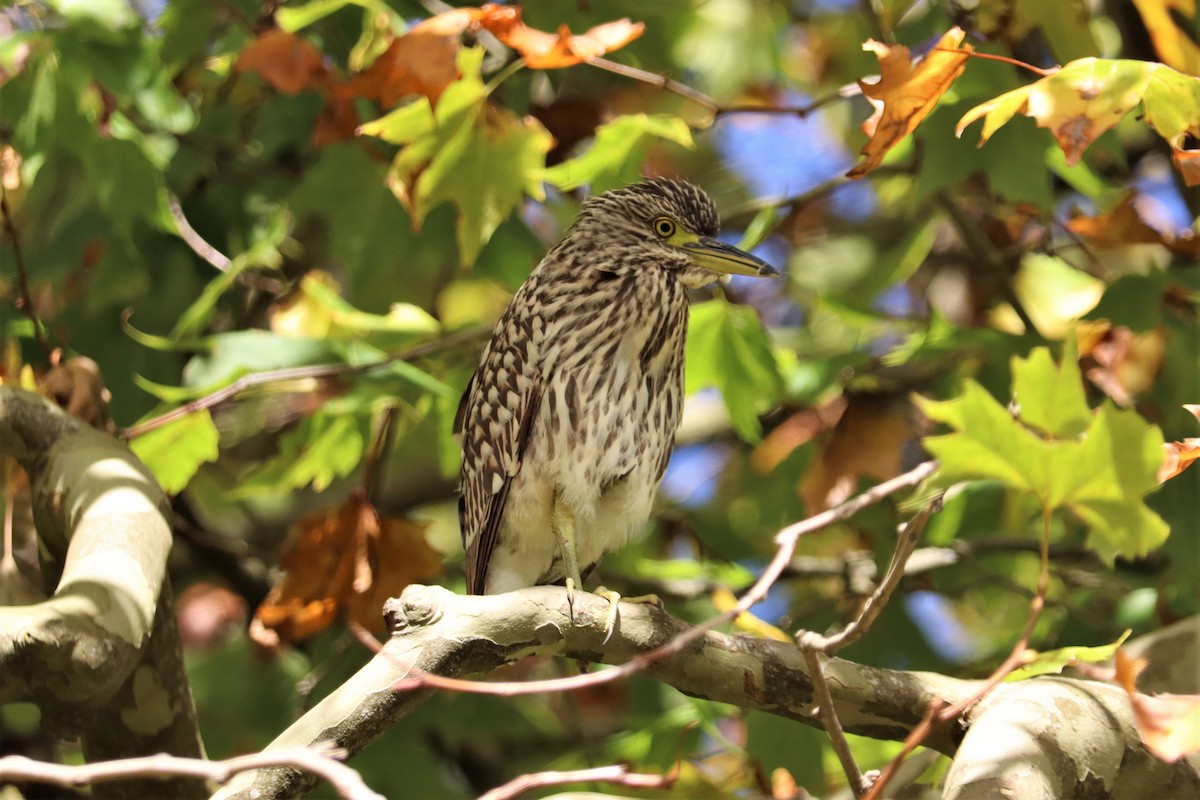 Nankeen Night Heron - ML634749350