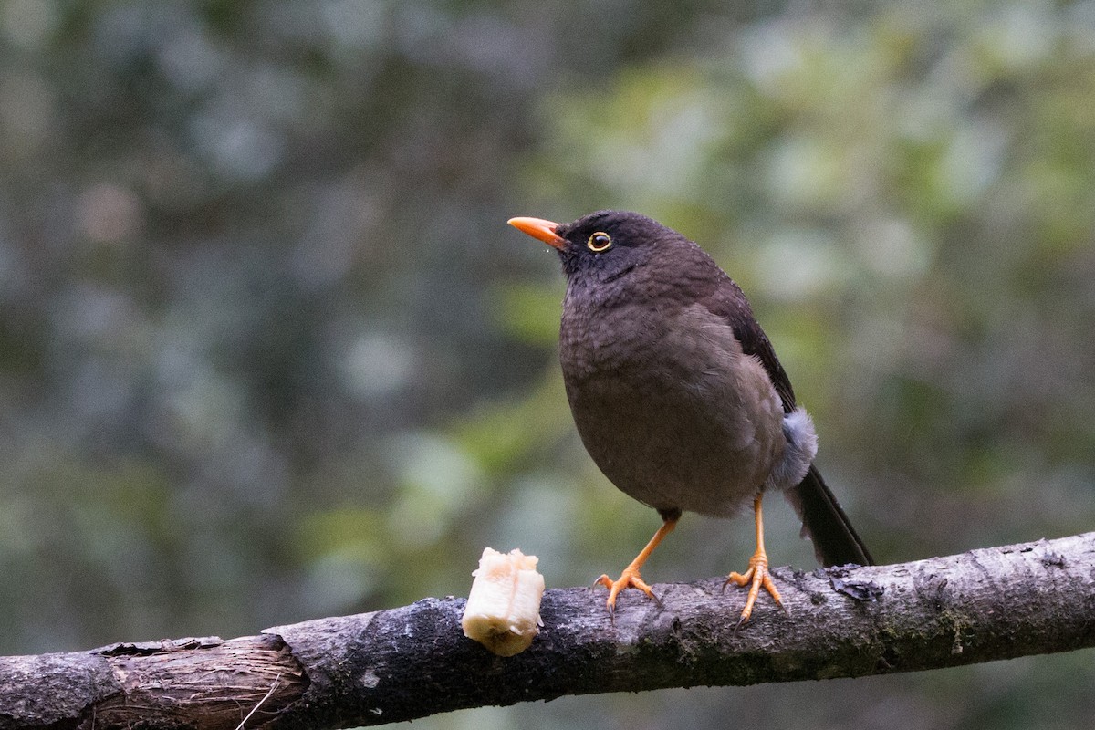 Great Thrush - ML634749363