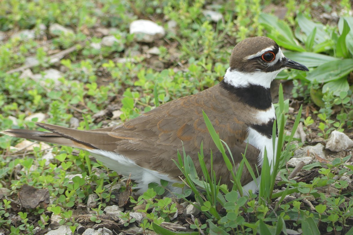 Killdeer - ML634749381