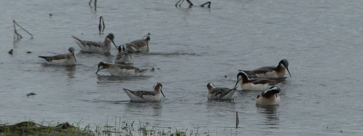 Wilson's Phalarope - ML634749449