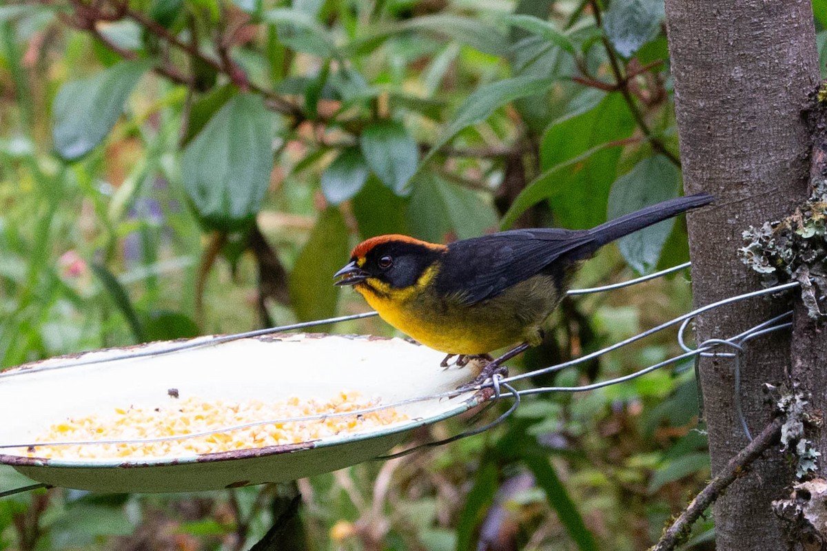 Bolivian Brushfinch - ML634749455