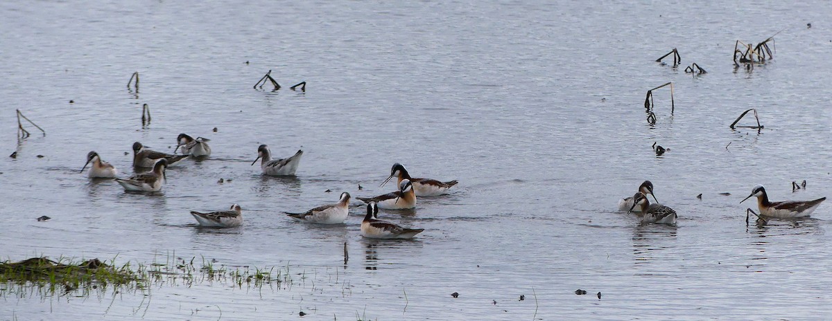 Wilson's Phalarope - ML634749467