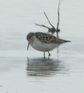 Least Sandpiper - ML634749515