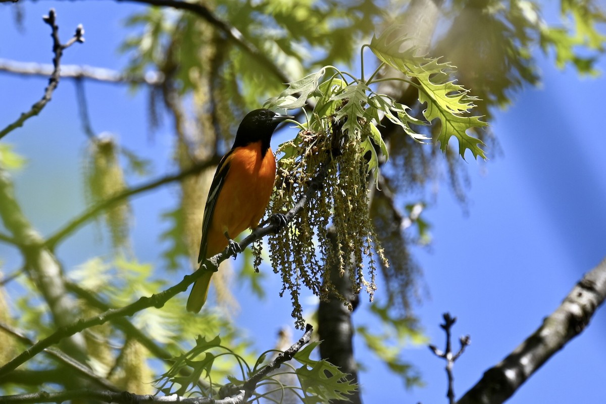 Baltimore Oriole - ML634749559