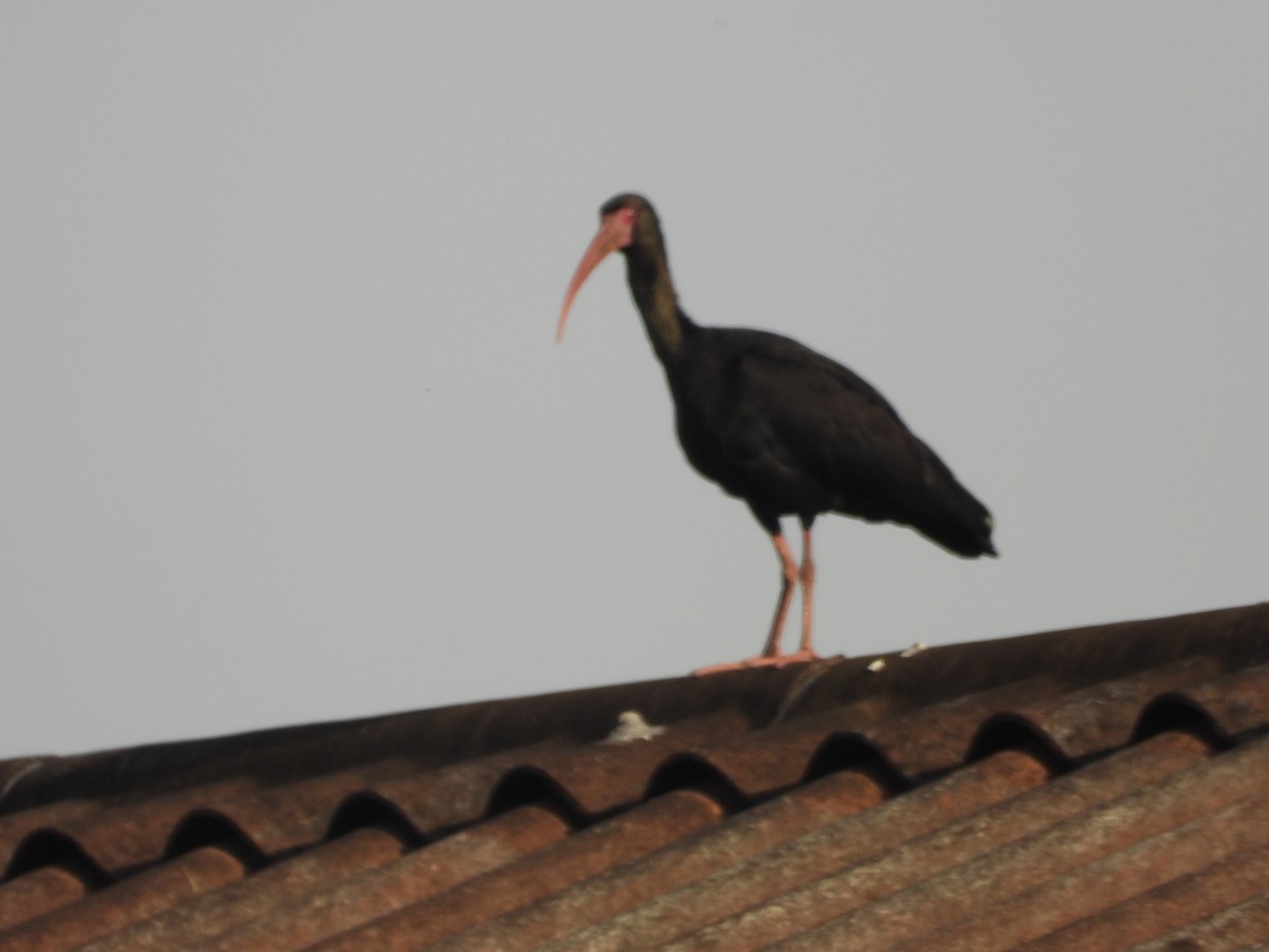 Bare-faced Ibis - ML634749569