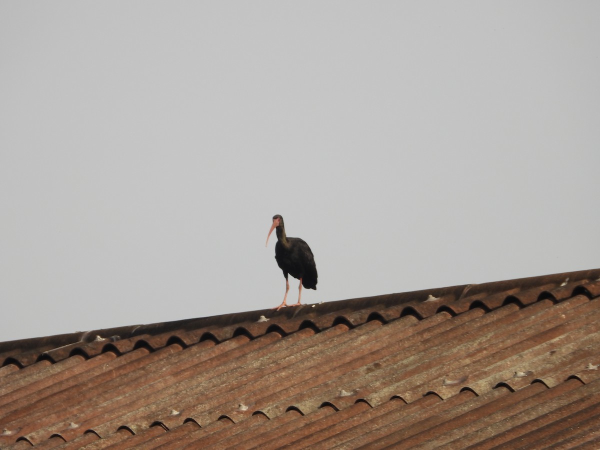 Bare-faced Ibis - ML634749570