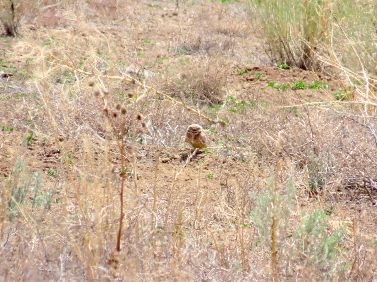 Burrowing Owl - ML634749586