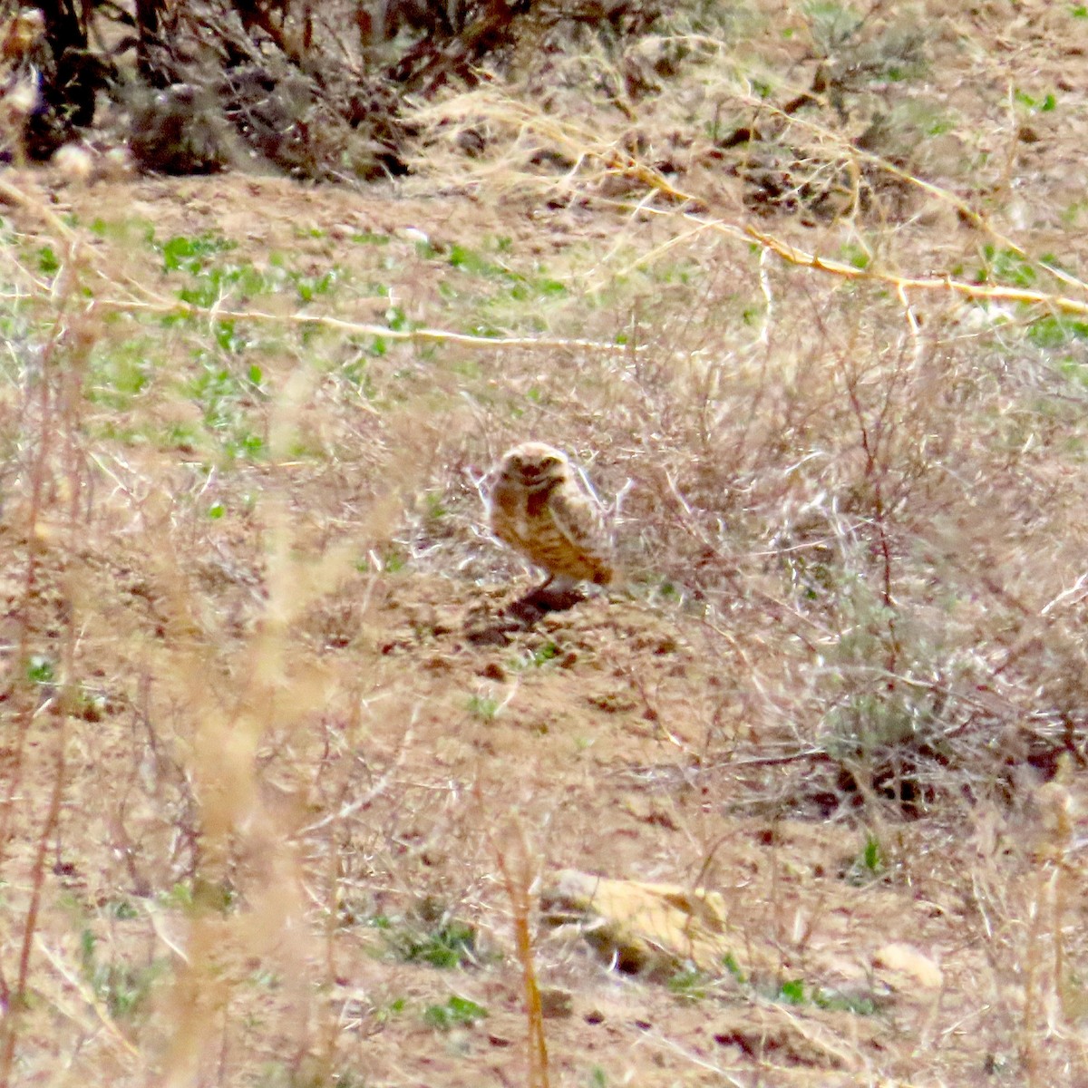 Burrowing Owl - ML634749596