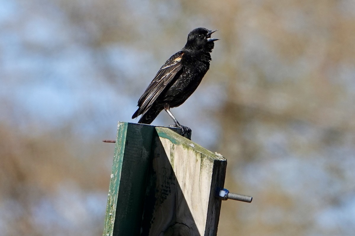 Red-winged Blackbird - ML634749612