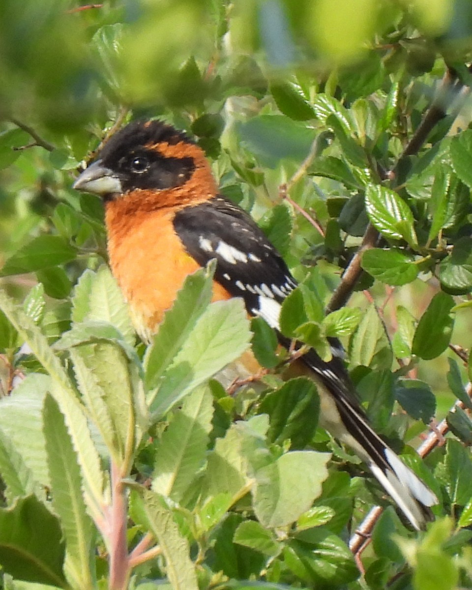Black-headed Grosbeak - ML634749649