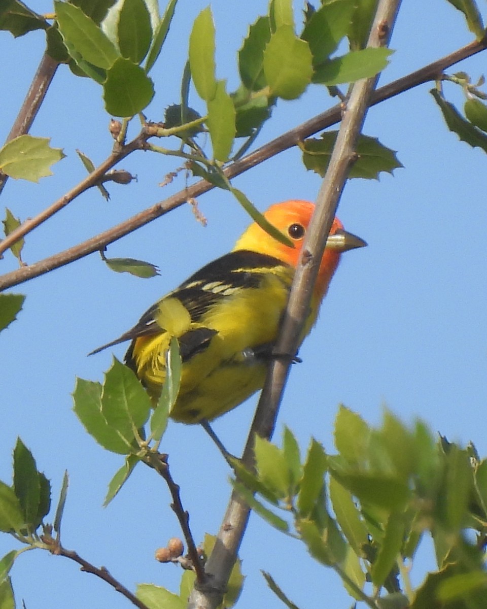 Western Tanager - ML634749656