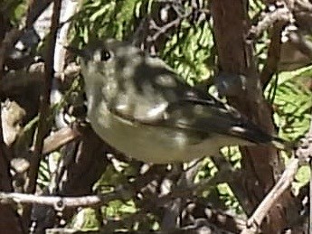 Ruby-crowned Kinglet - ML634749684