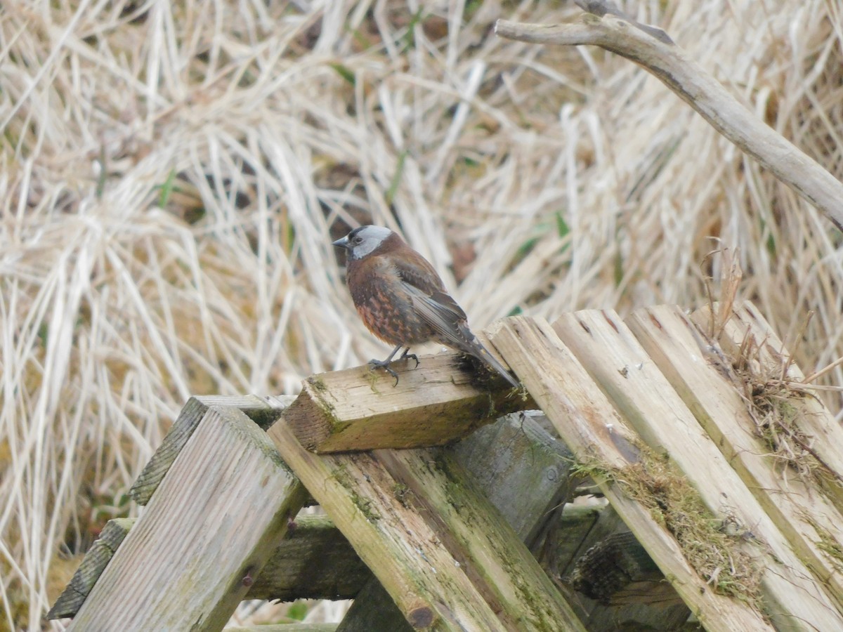 Gray-crowned Rosy-Finch (Pribilof Is.) - ML634749731
