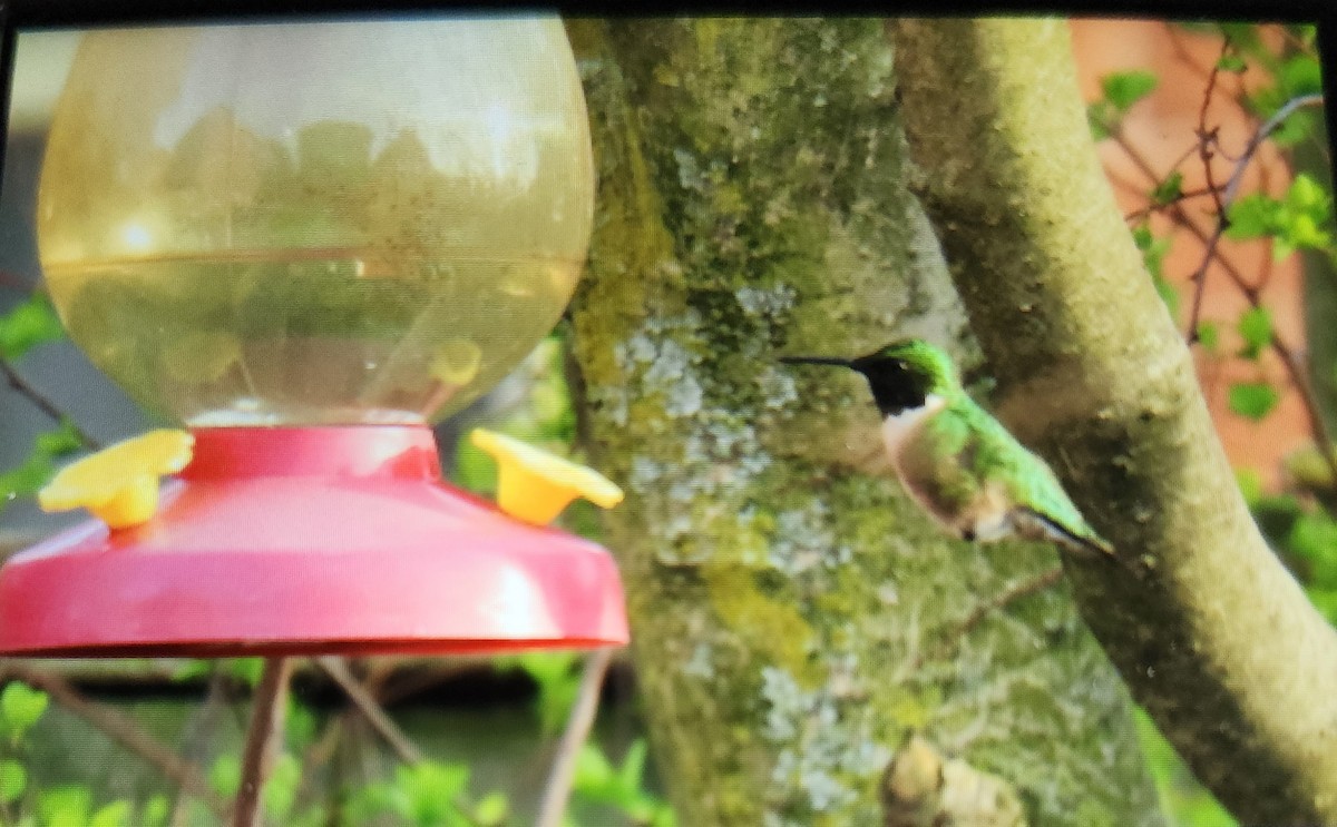 Ruby-throated Hummingbird - ML634749733