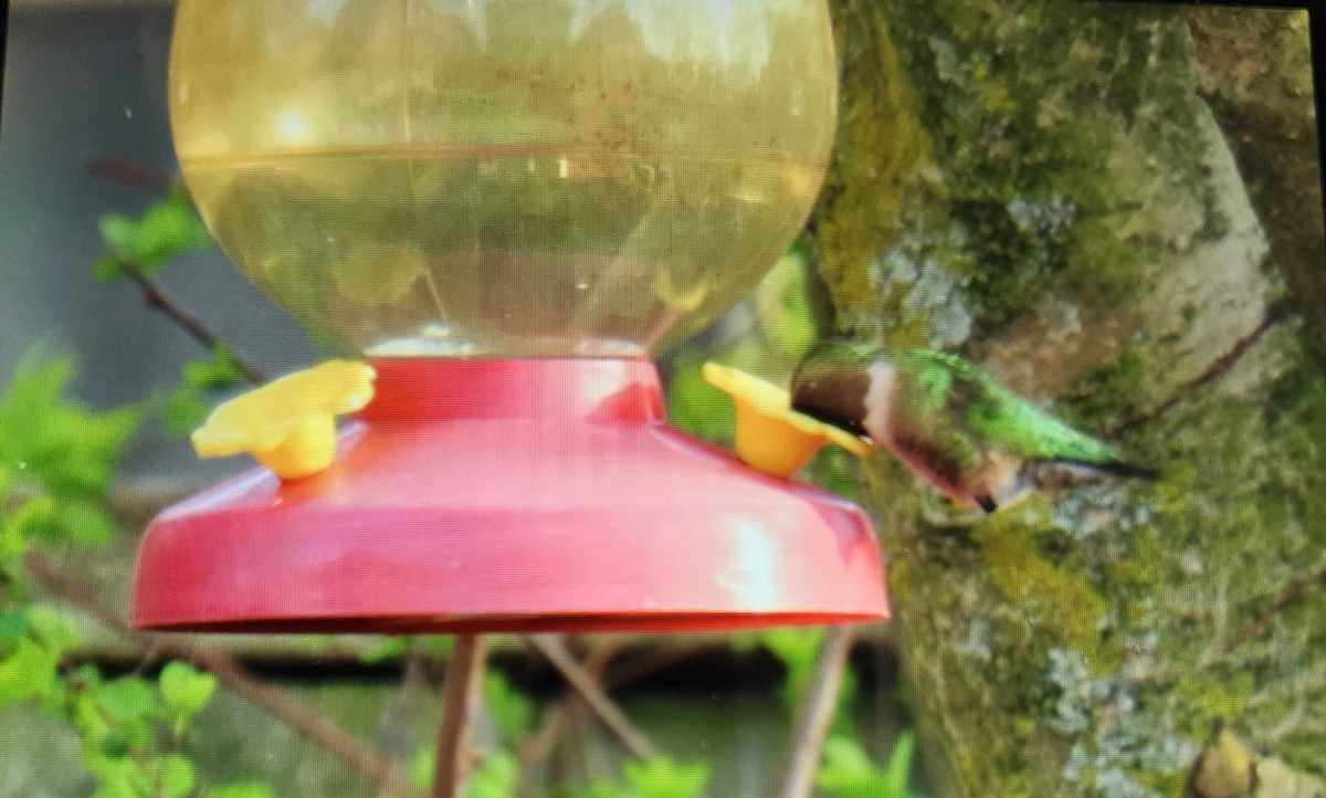 Ruby-throated Hummingbird - ML634749734