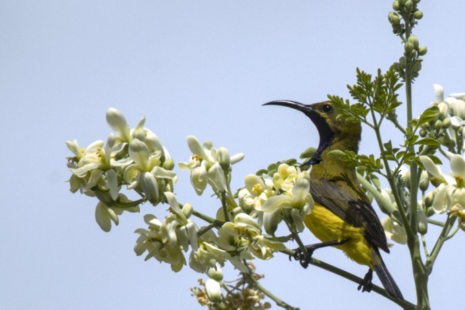 Sahul Sunbird - ML634749743