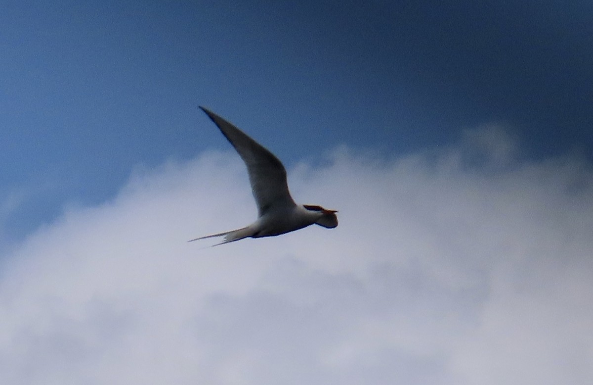 Arctic Tern - ML634749888