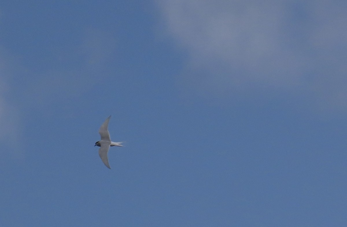 Arctic Tern - ML634749890