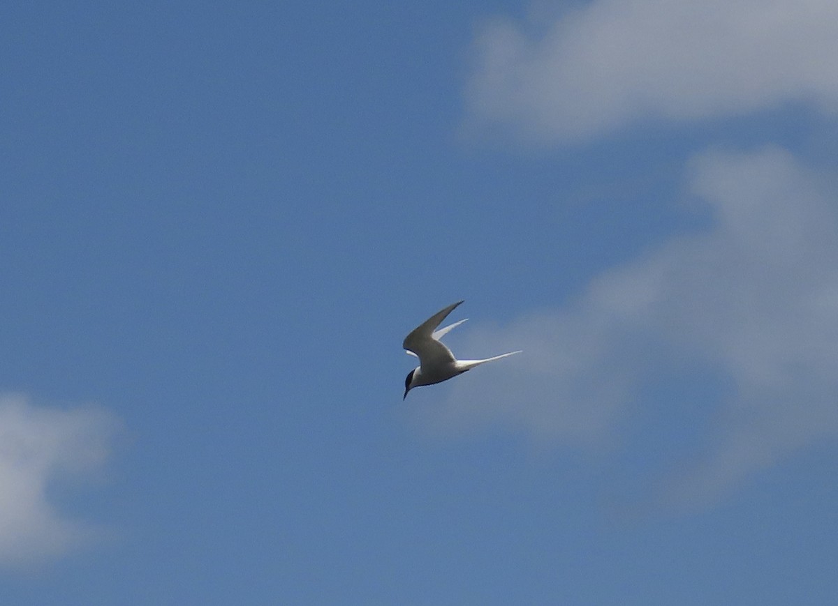 Arctic Tern - ML634749893