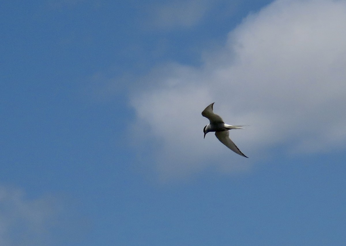 Arctic Tern - ML634749894